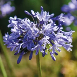 None Agapanthus Donau -Bosch Store 12807995 4545020399623147