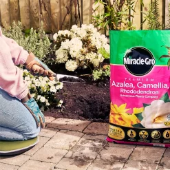 Miracle Gro Premium Azalea, Camellia & Rhododendron Ericaceous Compost - 40L 9 Miracle Gro Premium Azalea, Camellia & Rhododendron Ericaceous Compost - 40L -Bosch Store 12882812 1004843671886080