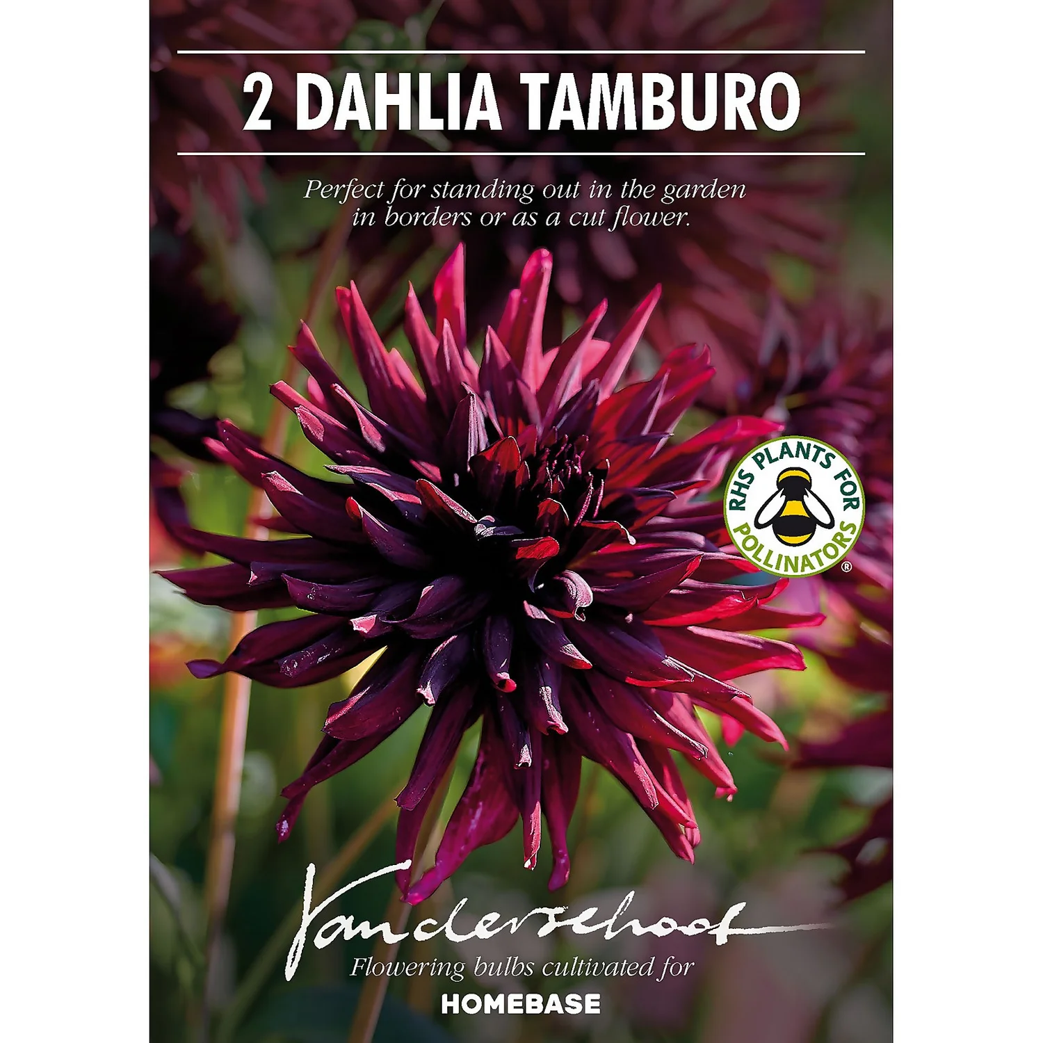 None Semi-Cactus Dahlia Black Narcissi Bulbs 2 None Semi-Cactus Dahlia Black Narcissi Bulbs - Image 2