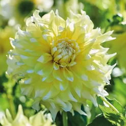 None Decorative Dahlia Grand Prix Flower Bulbs -Bosch Store 12882829 6275020400310942
