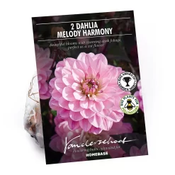None Dark Foliage Dahlia Melody Harmony Flower Bulbs