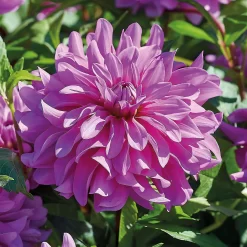 None Decorative Dahlia Bluetifull Flower Bulbs 5 None Decorative Dahlia Bluetifull Flower Bulbs -Bosch Store 12882833 1075020400456511