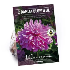 None Decorative Dahlia Bluetifull Flower Bulbs