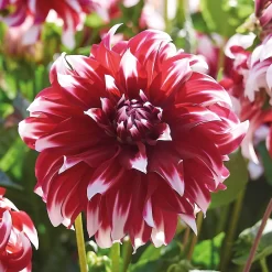 None Dinnerplate Dahlia Xfactor Flower Bulbs -Bosch Store 12882835 4985020400635617