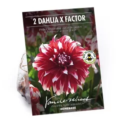 None Dinnerplate Dahlia Xfactor Flower Bulbs