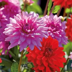 None Dahlias Garden Wonder Rosella 5 None Dahlias Garden Wonder Rosella -Bosch Store 12889205 1545020401969960