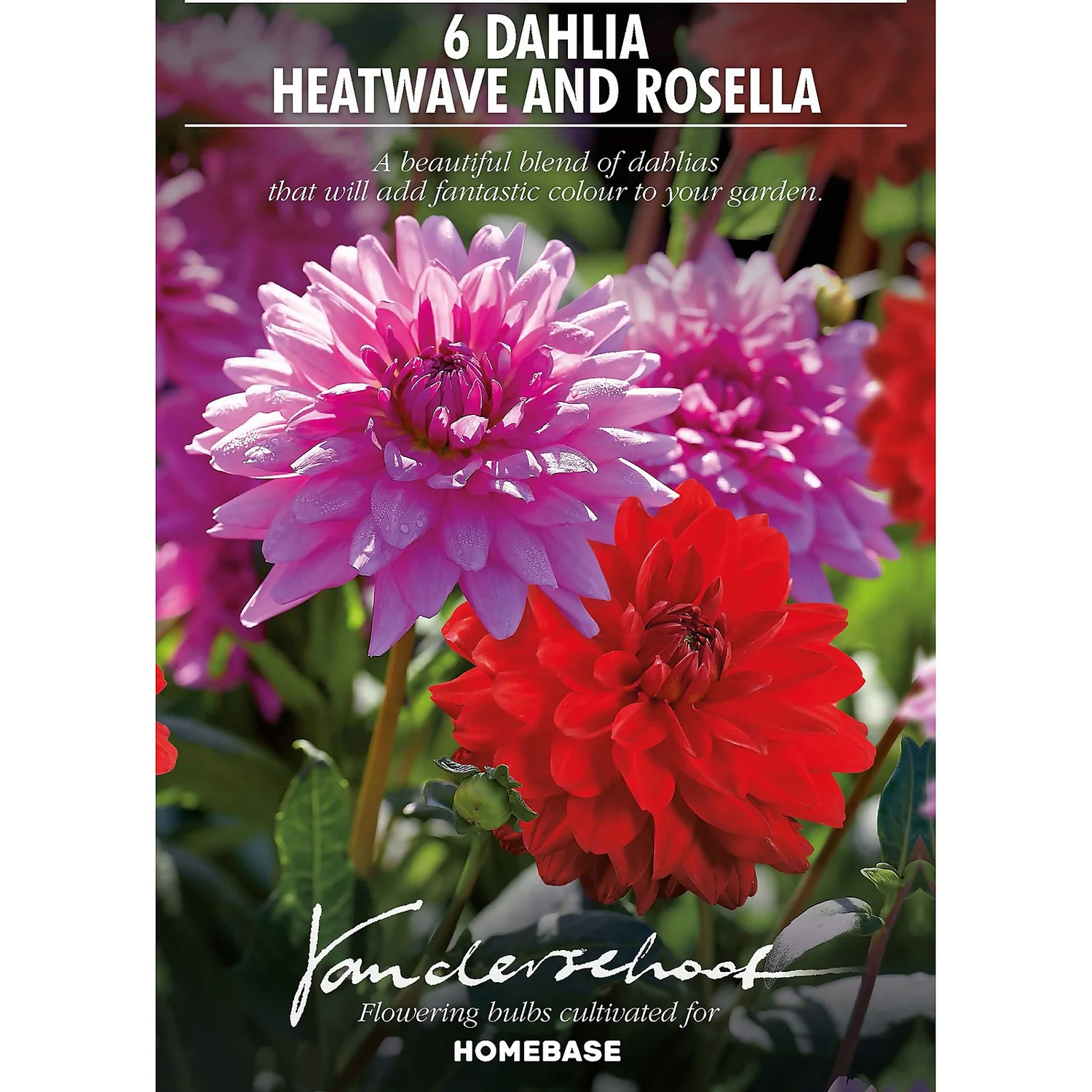 None Dahlias Garden Wonder Rosella 2 None Dahlias Garden Wonder Rosella - Image 2