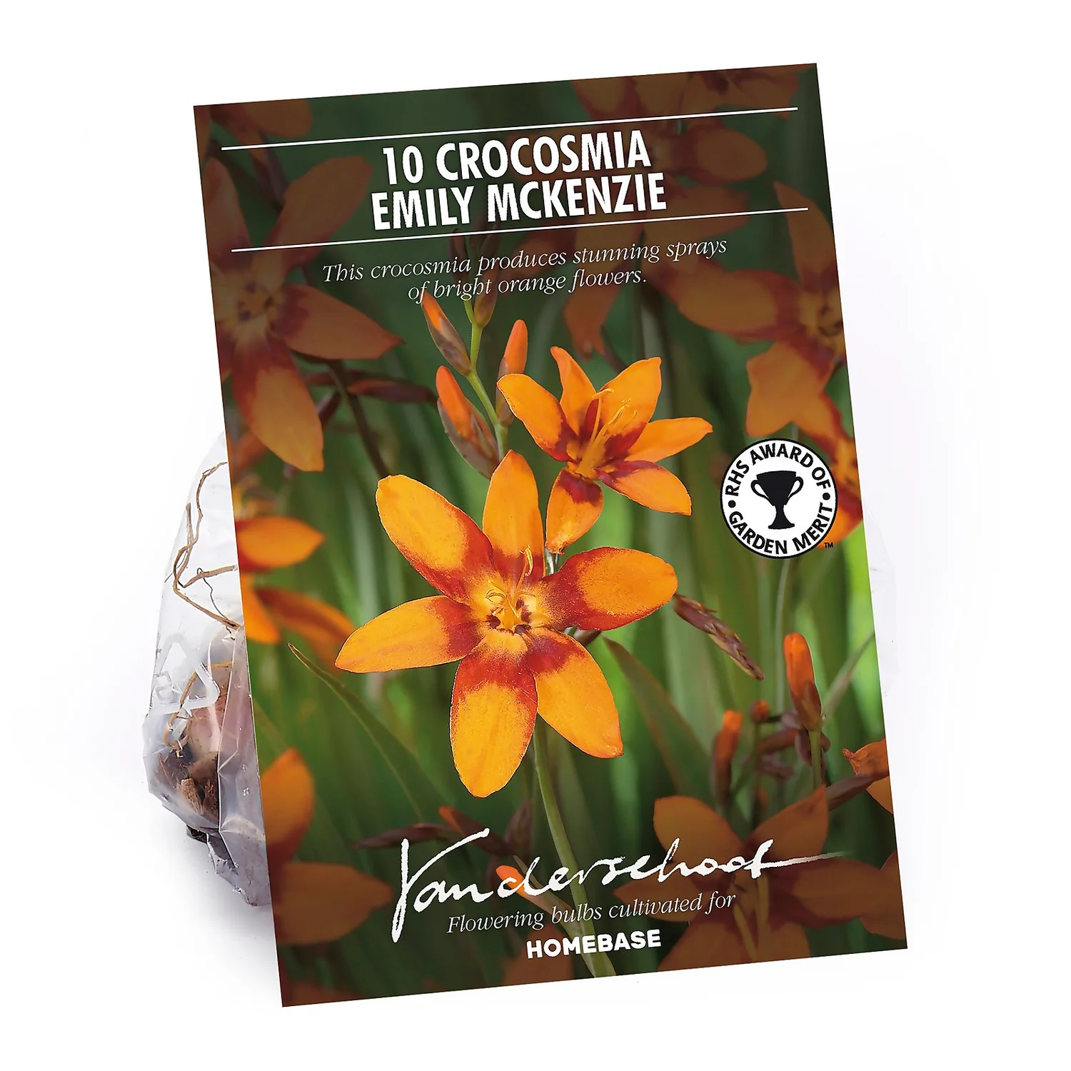 Crocosmia Emily McKenzie 1 Crocosmia Emily McKenzie