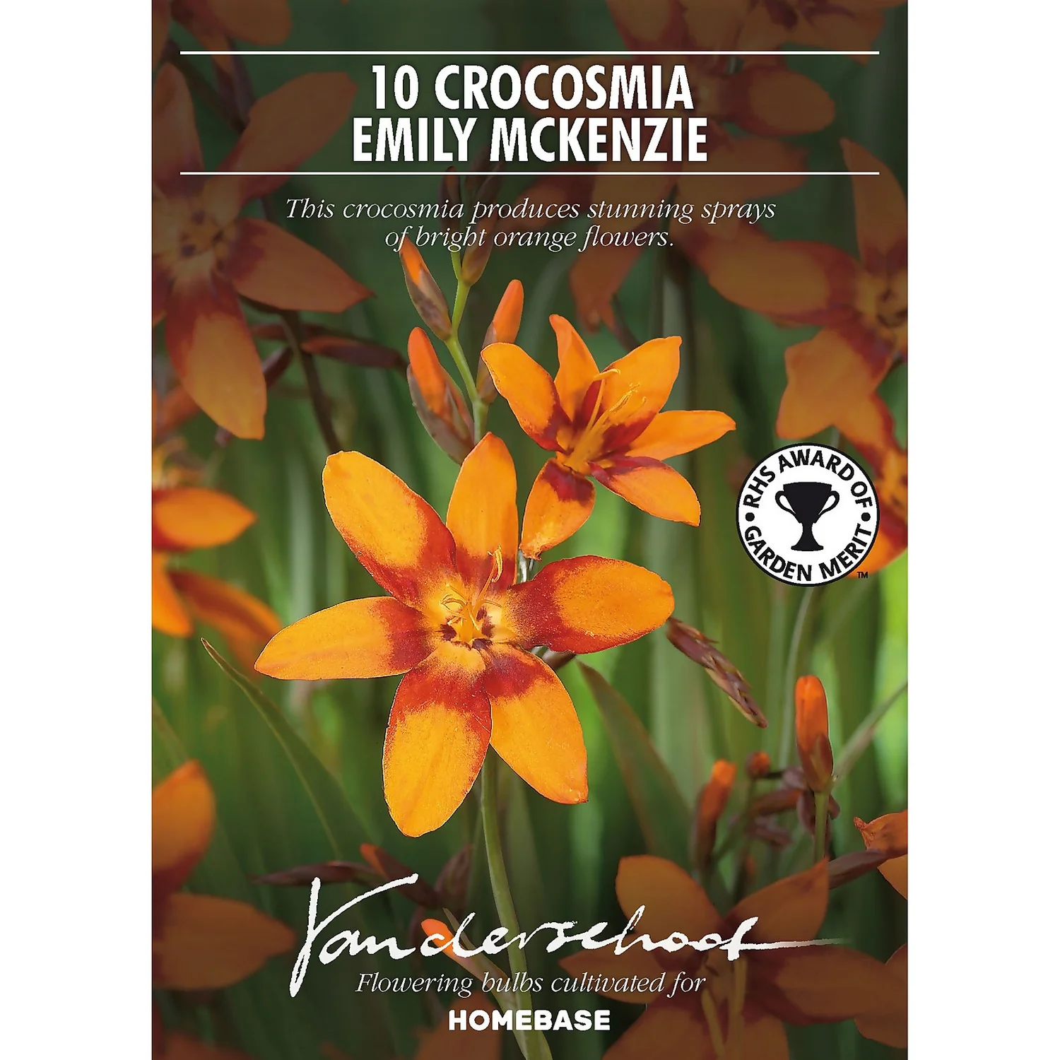 Crocosmia Emily McKenzie 2 Crocosmia Emily McKenzie - Image 2