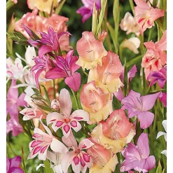 None Gladioli Nanus Mixed -Bosch Store 12889222 1625022410684526