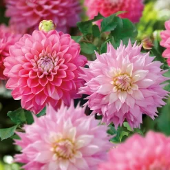 Dahlia Sir Ralph Ramsey And Melody Pink Allegro Flower Bulbs -Bosch Store 13436312 5465022448295469