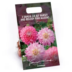 Dahlia Sir Ralph Ramsey And Melody Pink Allegro Flower Bulbs