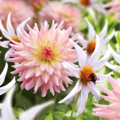 Dahlia Melody Gipsy And Honka Fragile Flower Bulbs -Bosch Store 13436315 1535022448022070